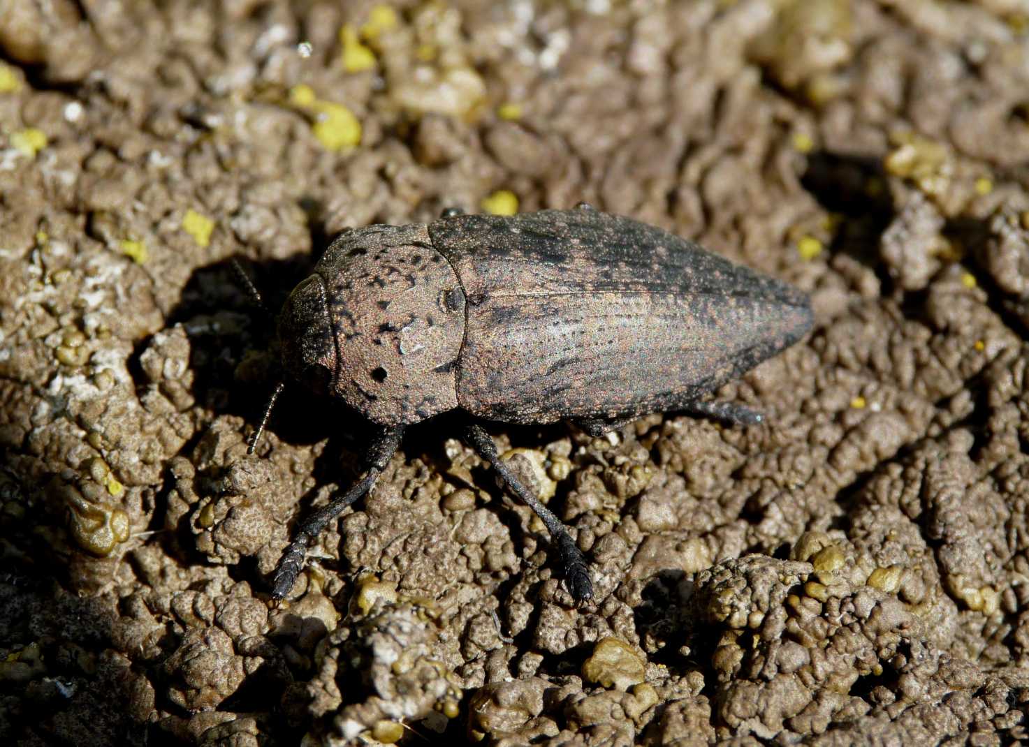 Capnodis tenebricosa